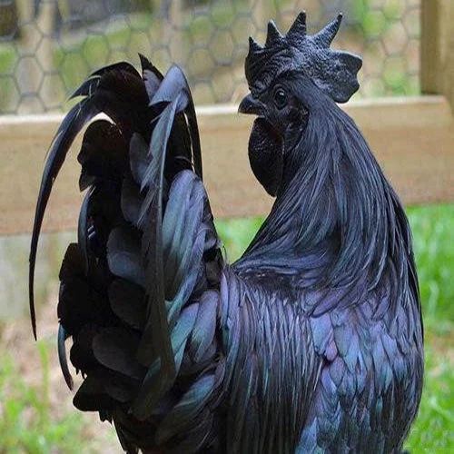 Kadaknath Chicken