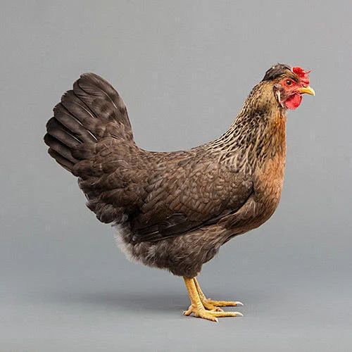 Hen