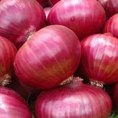 Onion