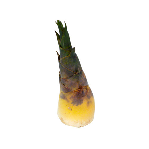 Bamboo Shoots