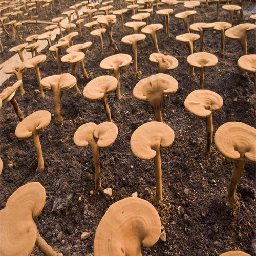 Reishi Mushroom