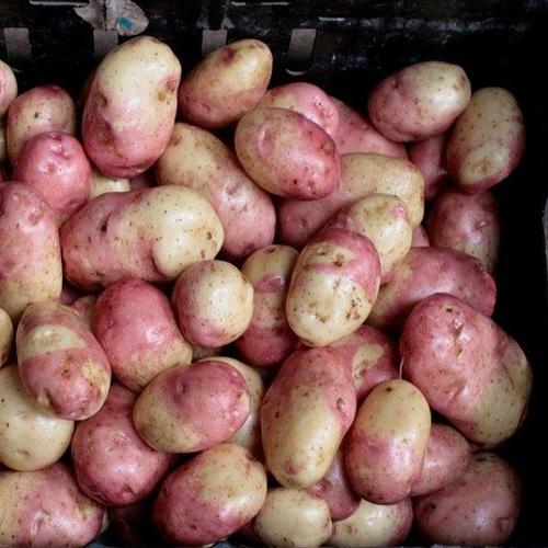 Lady Rosetta Potato