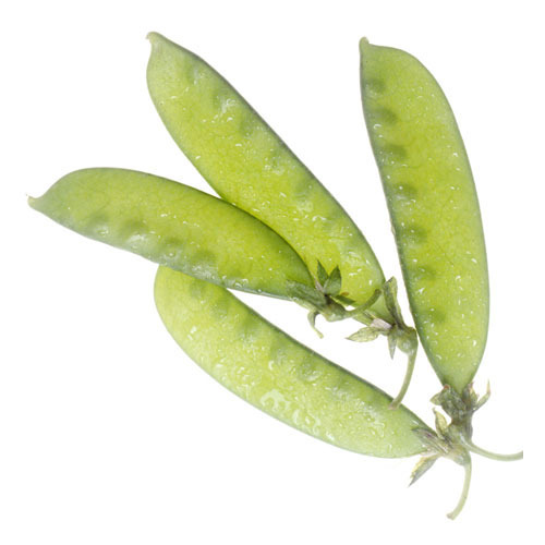 Snow Pea