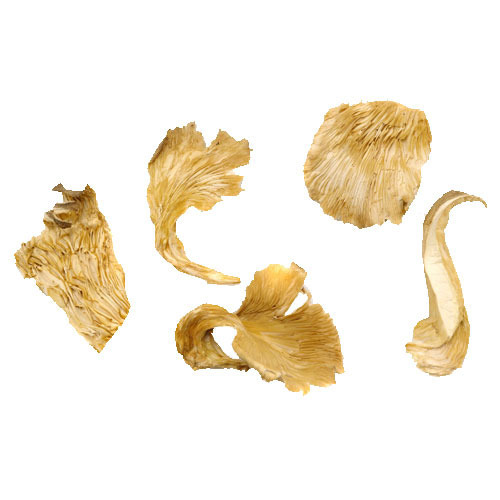 Dried Oyster Mushroom