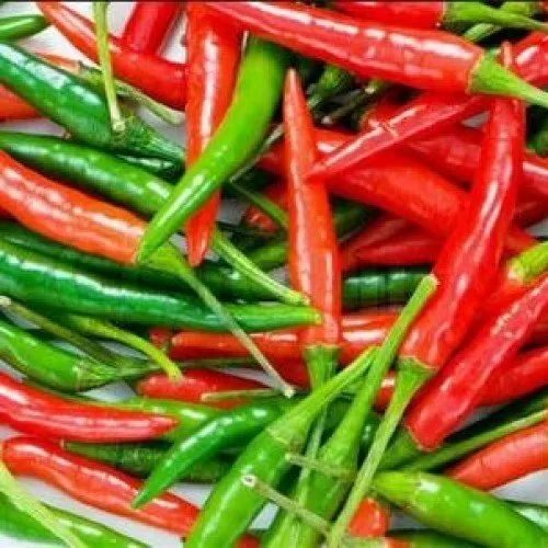 Hybrid Chilli