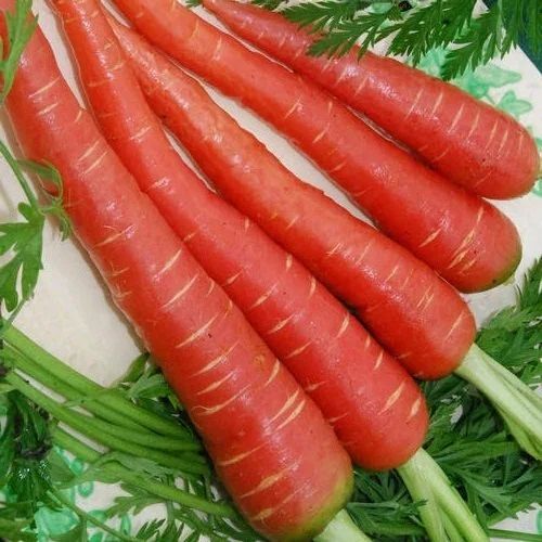 Red Carrot