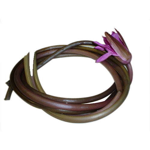 Lotus Stem