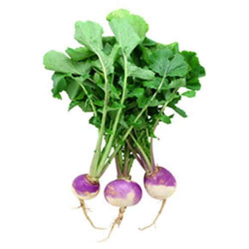 Forage Turnip