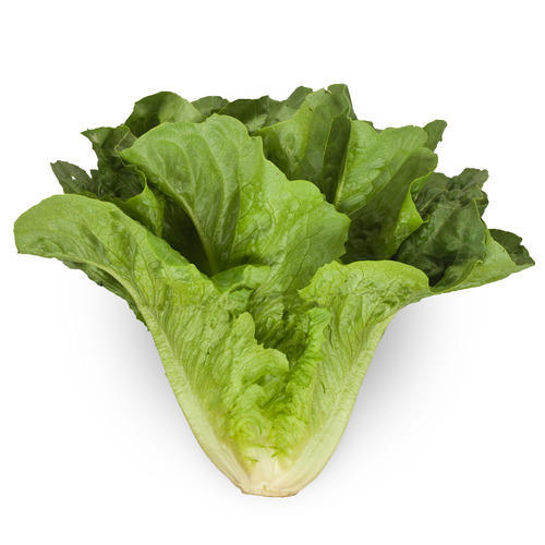Romaine Lettuce