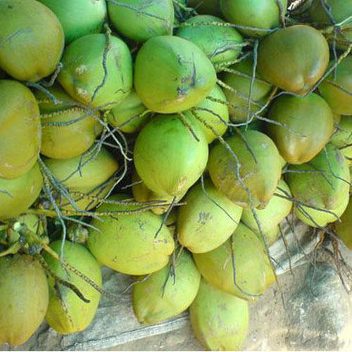 Tender Coconut
