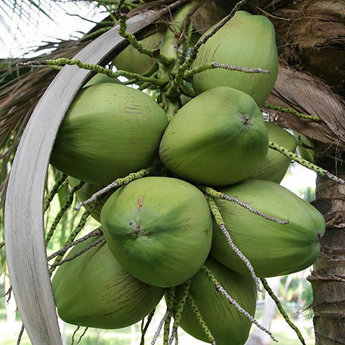 Raw Coconut