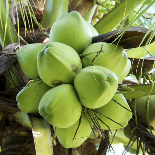 Pollachi Coconut