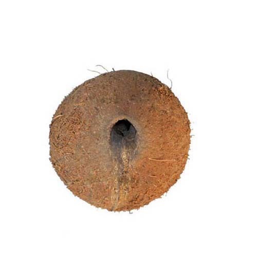 One Eye Coconut