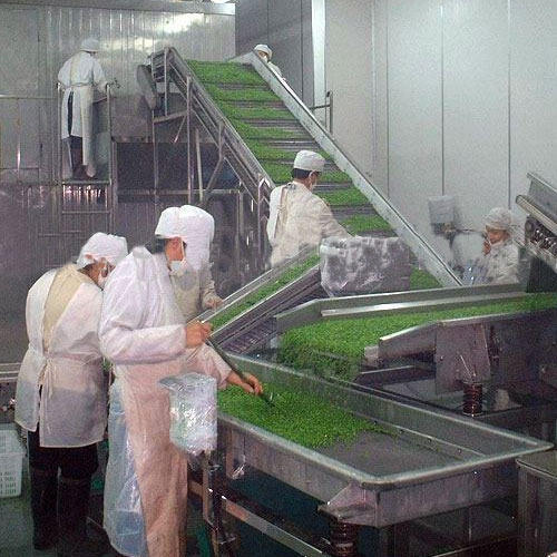 Vegetable Dehydration Plant