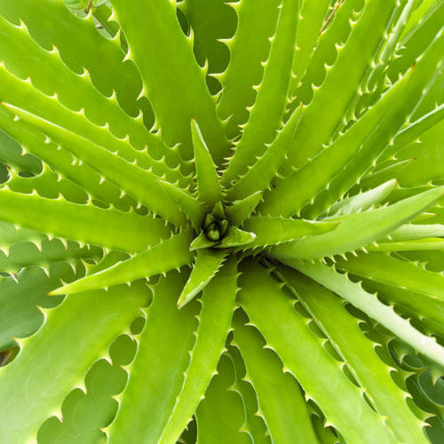 Plant Extracts