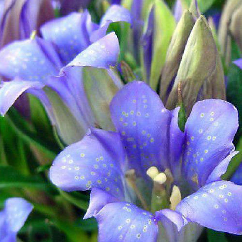 Gentian Extract
