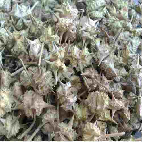 Terminalia Bellirica Extract