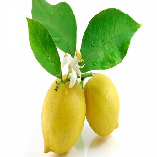 Lemon Leaf