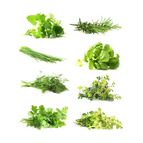 Culinary Herbs