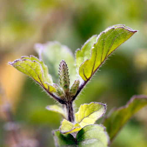 Ayurvedic Powder and Medicinal Herbs