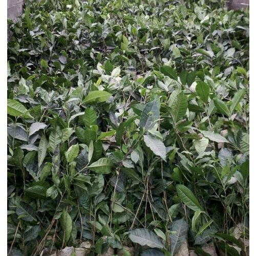 Fast Growth Tea Plant, For Outdoor