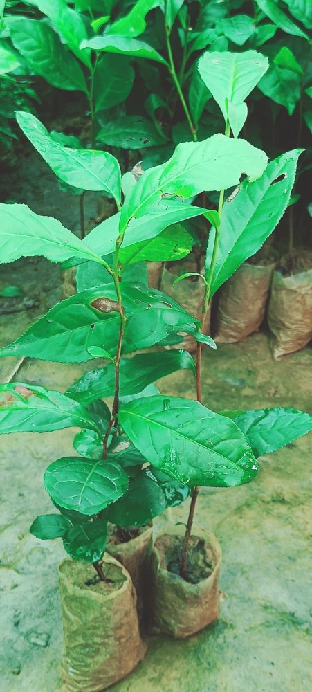Tea Plant, Packaging Type: Packet, Assam