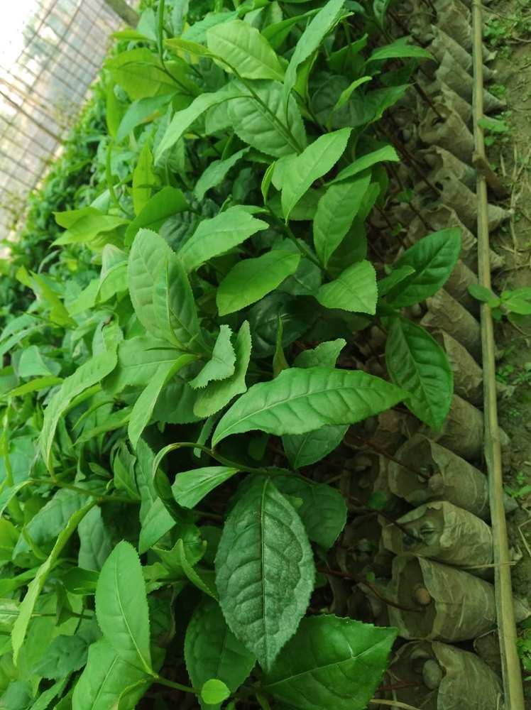 Tea Plants