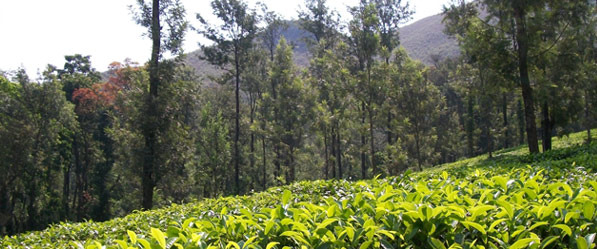 Tea Plant
