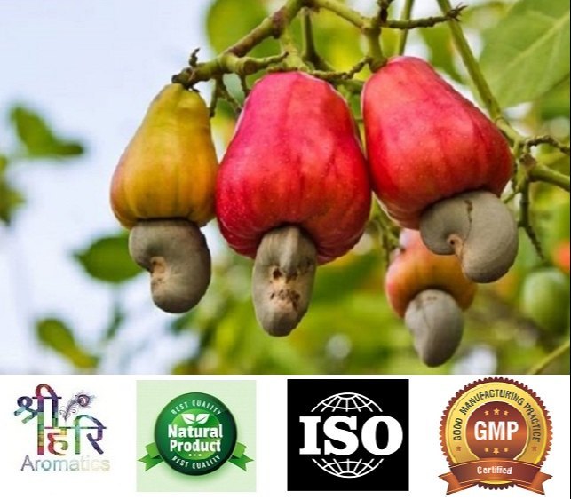 Natural Liquid CASHEWNUT OIL, For Food, Cosmetic, Packaging Size: 1 Litre