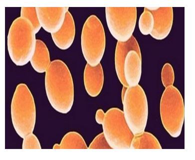 Yeasts