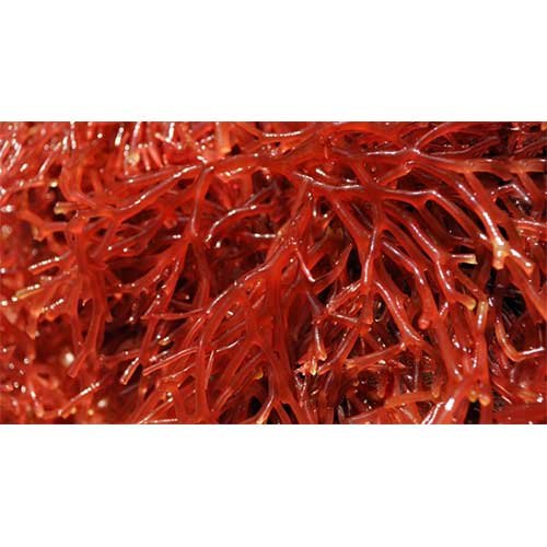 Carrageenan, Gelymer America, 25 Kgs