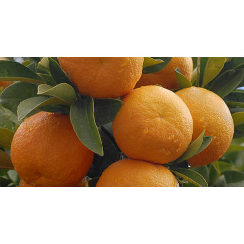 Orange A Grade Insoluble Citrus Fiber, Form: Powder
