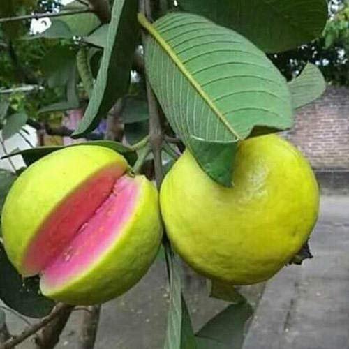 Fleva Guava Red Flavour, Liquid, Packaging Type: Bottle