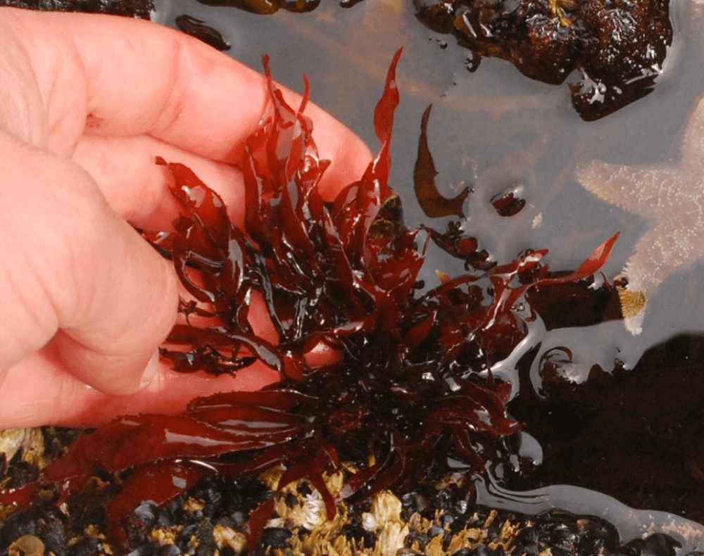 Natural Astaxanthin Powder
