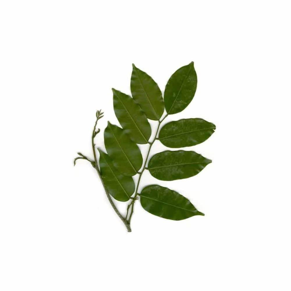 Balsam Peru Oil, For Aromatherapy