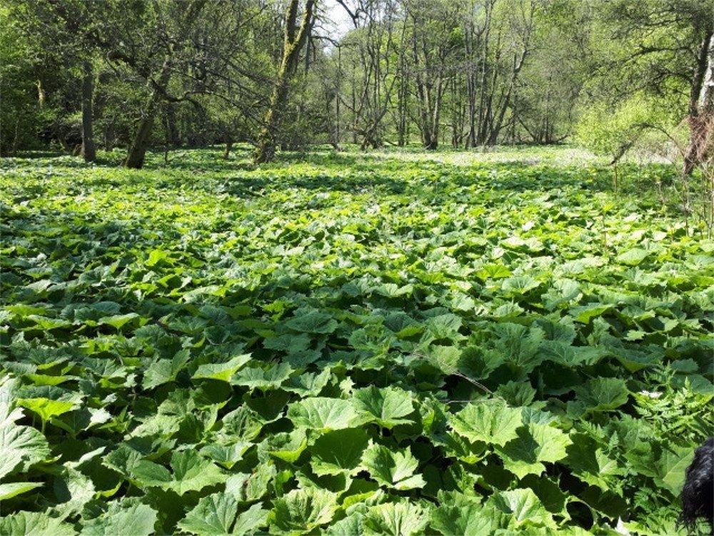 Butterbur Extract Powder, Packaging Type: Hdpe Drum, Packaging Size: 25 Kg