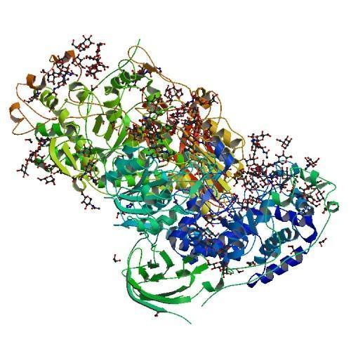 Lactase Enzymes, Packaging Type: Drum, 25Kg, Packaging Size: 25 Kg, Drum