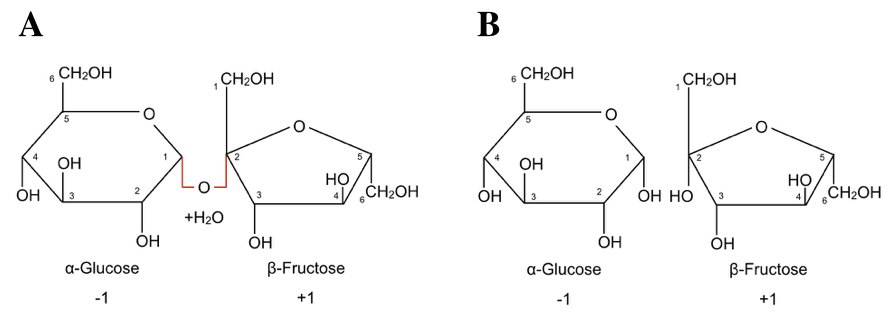 Maltase Enzyme, Packaging Type: Hdpe Drum, Packaging Size: 10 To 25 Kg