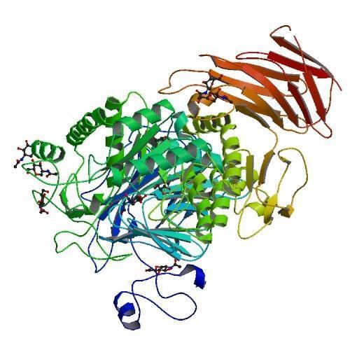 Maltase Enzyme, Powder, Packaging Size: 25