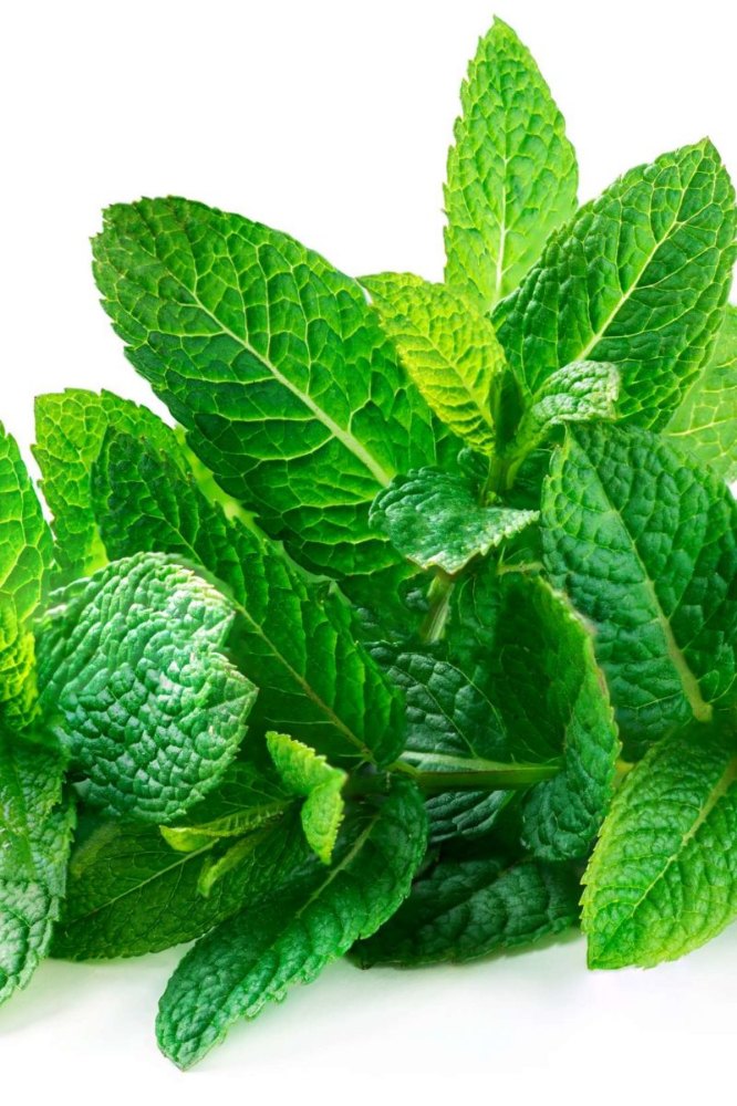 100% Peppermint Premium Flavor Essence, Packaging Type: 500gms
