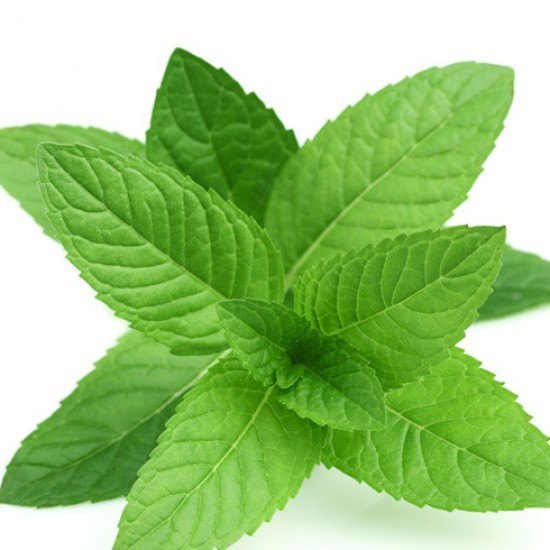 Peppermint Flavour