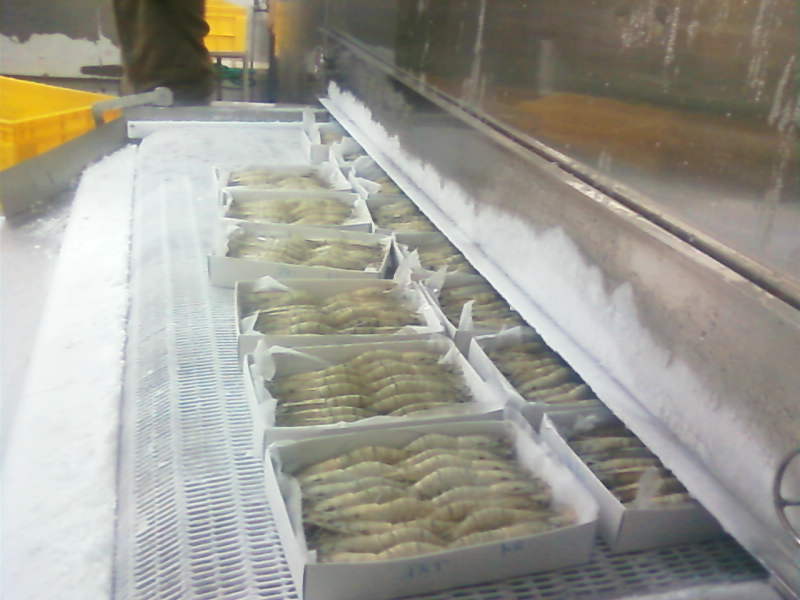 IQF Out Feed Freezer