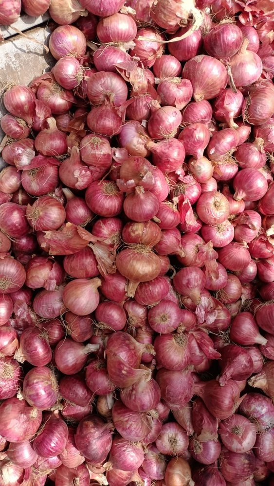 A Grade Maharashtra Onion, For Human Consumption, Loose