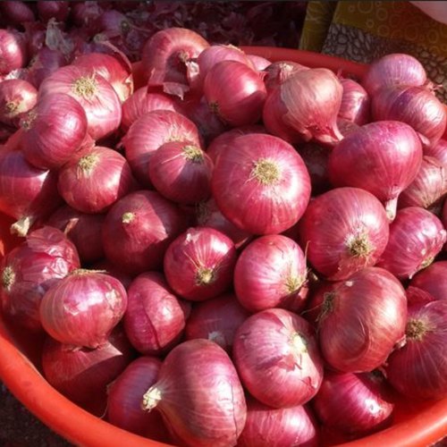 Indian Nashik Onion, For Human Consumption, Red Mesh bag or Jute bag