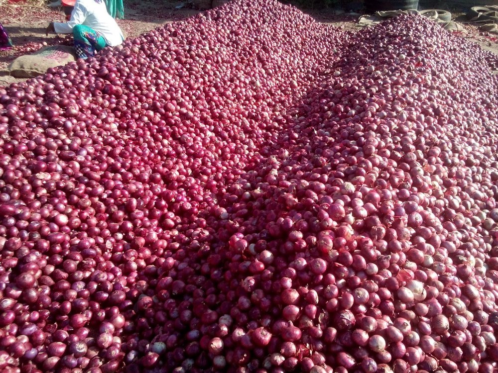 Big Onion