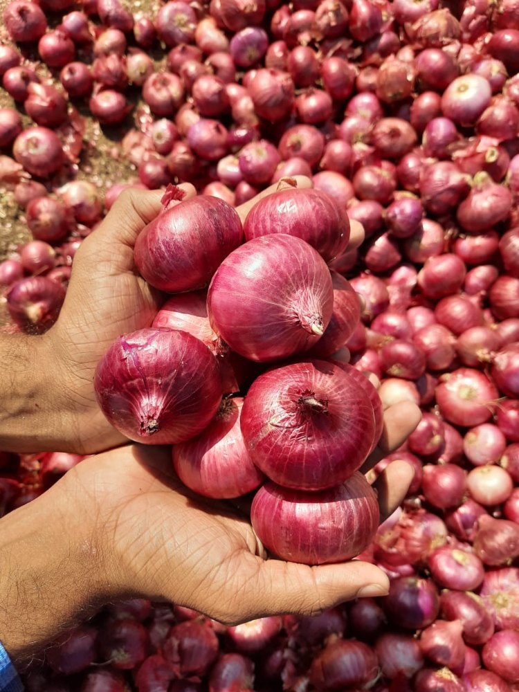 Pink Onion A Grade Red Onions, Packaging Size: 10 Kg, Onion Size Available: Large