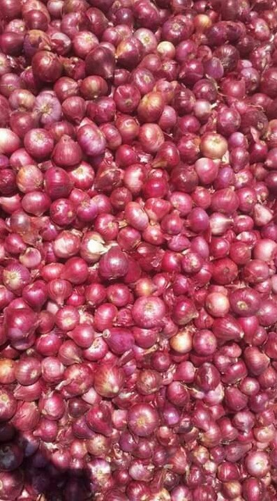 Red Nashik Onions