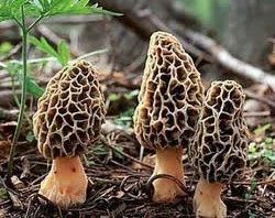 Kashmiri Morels Mushroom, Packaging Type: Packet, Packaging Size: 1 Kg