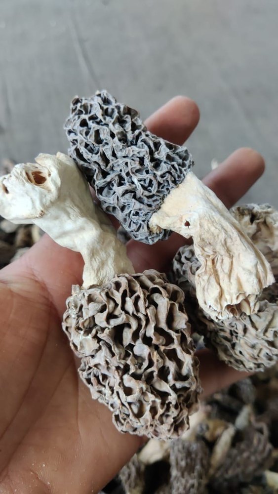 Kashmiri natural30kg Moral Mushroom Guchhi, Packaging Type: PP Bag, Packaging Size: 5 Kg