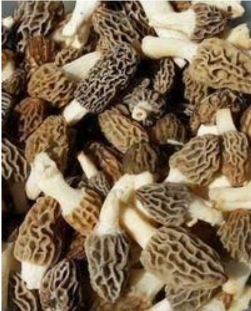 Jammu and Kashmir Gucci Mushroom, Packaging Type: Plastic Bag, Packaging Size: 100 gm